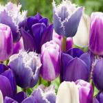 Tulips