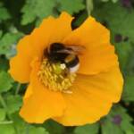 Bumblebee
